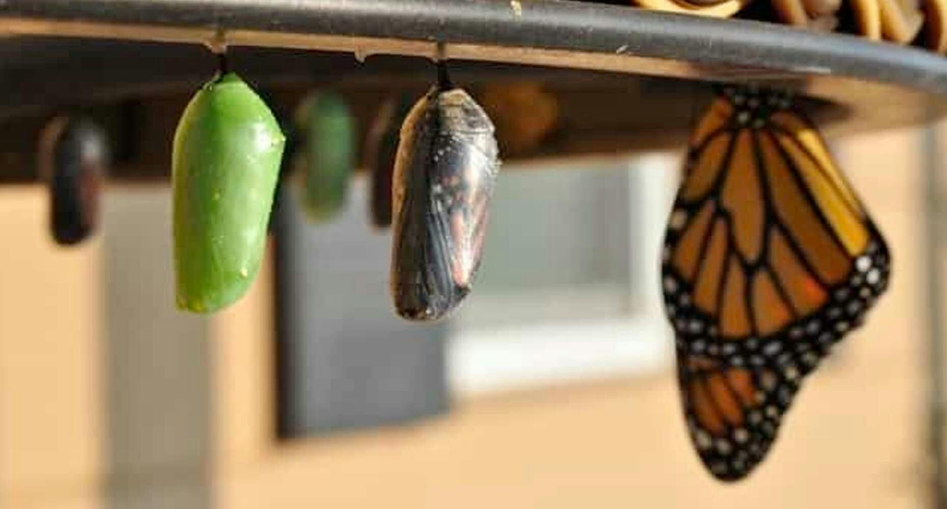 Butterfly chrysalis formation