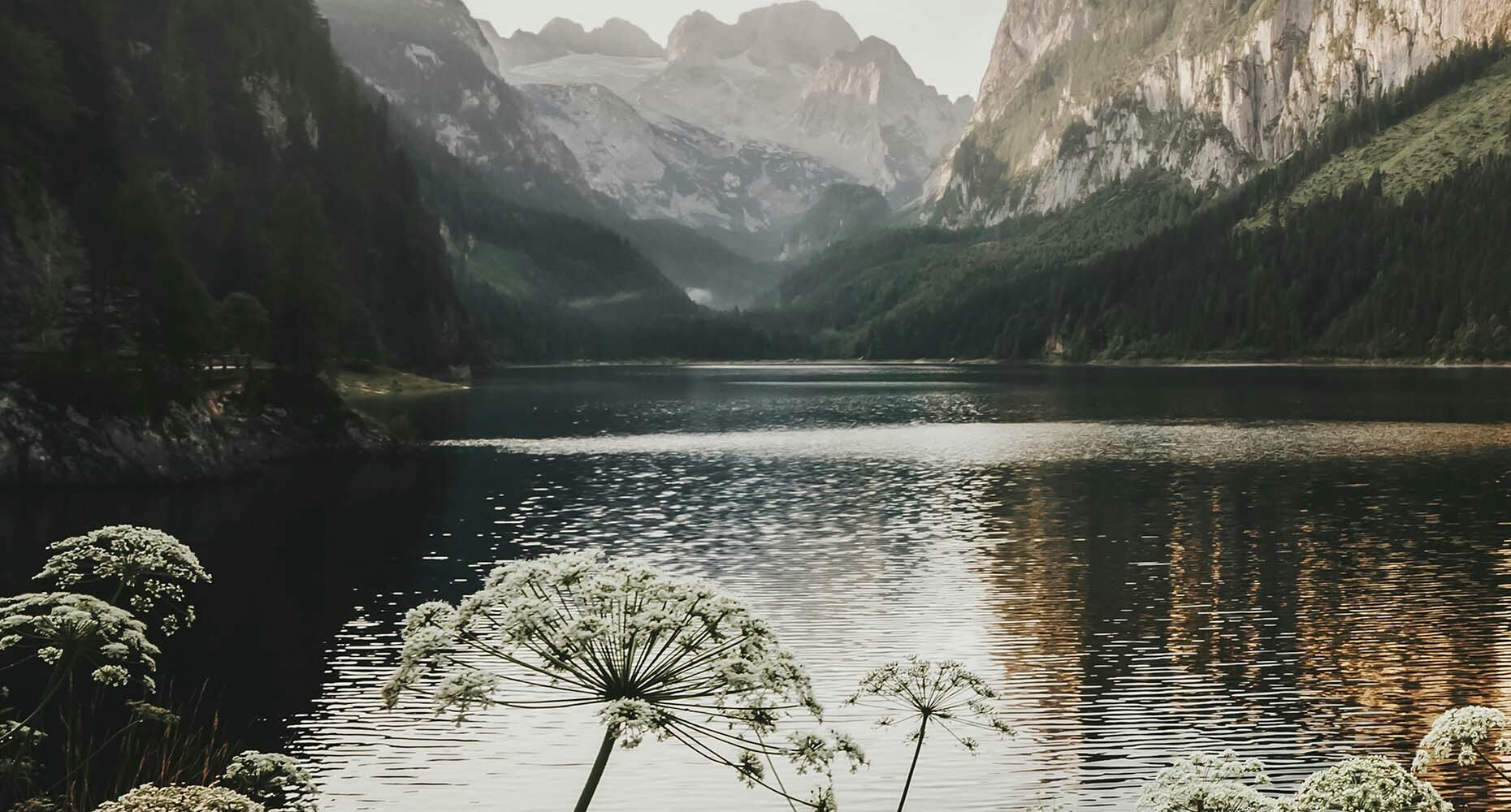 Flowers mountains lake